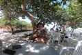 Пляжный бар Бичсайд грилл. В тени раскидистых деревьев приятноотдохнуть  и выпить освежающий коктейль Куба либре. На фото - Владимир Лях