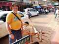 Селение Кулем (Гоа, Индия). Знаменитые священные коровы подошли попросить бананчика. Январь 2010г