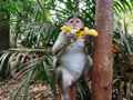Заповедник Бхагван Махавир (Гоа, Индия). Обезьяны обожают лакомиться бананами. Но могут выхватить и унести на пальму что угодно. Январь 2020г