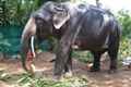 В заповеднике Бхагван Махавир живут слоны, правда не в естественных условиях, а на привязи. Январь 2020г