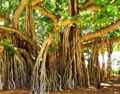 Баньян (бенгальский фикус). Это дерево может иметь сотни стволов и его крона может занимать площадь в несколько гектаров. Гоа, Индия. Январь 2020г
