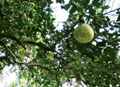 Грейфрутовое дерево и его зреющие плоды. Бага (Гоа, Индия). Январь 2020г