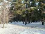 Памятник природы Сосновый бор, Белокалитвинский район Ростовской области. Март 2021г