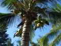 Кокосовая пальма около нашего бунгало