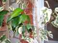 Пёстролистый фикус, на котором выросла веточка с зелёными листьями. Сентябрь 2017г